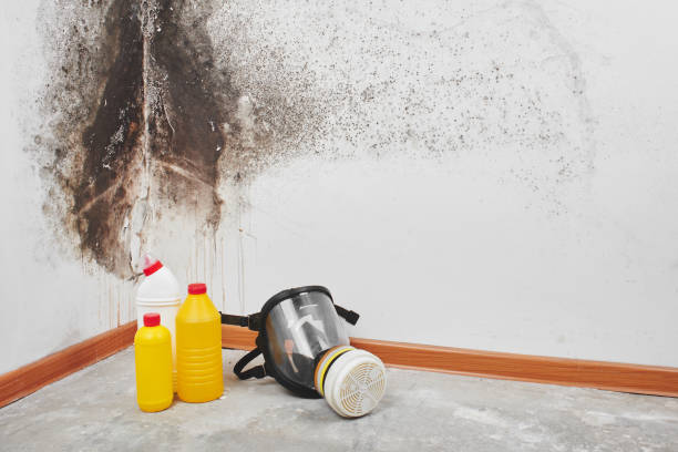 Best Same-Day Mold Removal  in Amelia, LA