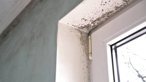 Best Mold Remediation  in Amelia, LA