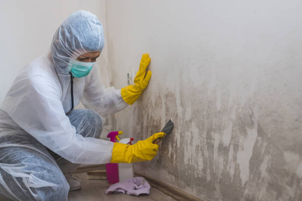 Best Crawl Space Mold Removal  in Amelia, LA