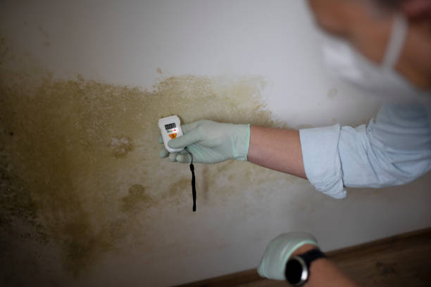 Best Local Mold Removal Service  in Amelia, LA