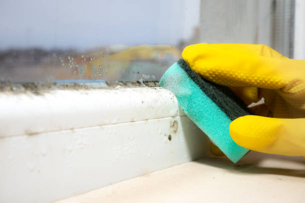 Best Best Mold Removal Companies  in Amelia, LA