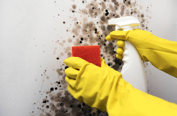 Best Residential Mold Removal  in Amelia, LA